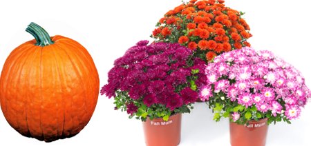 Free Pumpkin, when you buy three Outdoor Mums