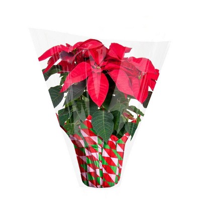 Buy 1, get 1 50% off select Spritz™ Poinsettia plants